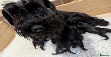 Miniature Schnauzer dogs - Advert 9