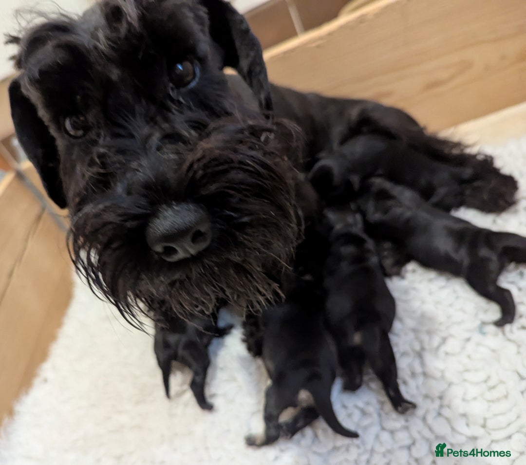 Miniature Schnauzer dogs for sale: Fully Health Tested,Kc Reg'd Mini Schnauzer Pups  - Image 3
