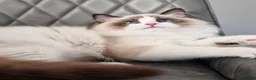Ragdoll cats for sale: 🎀🐈Exclusive quality kittens🏆Champion parents🐈 - Advert 26