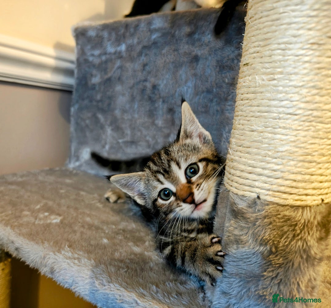 Mixed Breed cats for sale: Bengal Marble & British Shorthair  - Advert 2