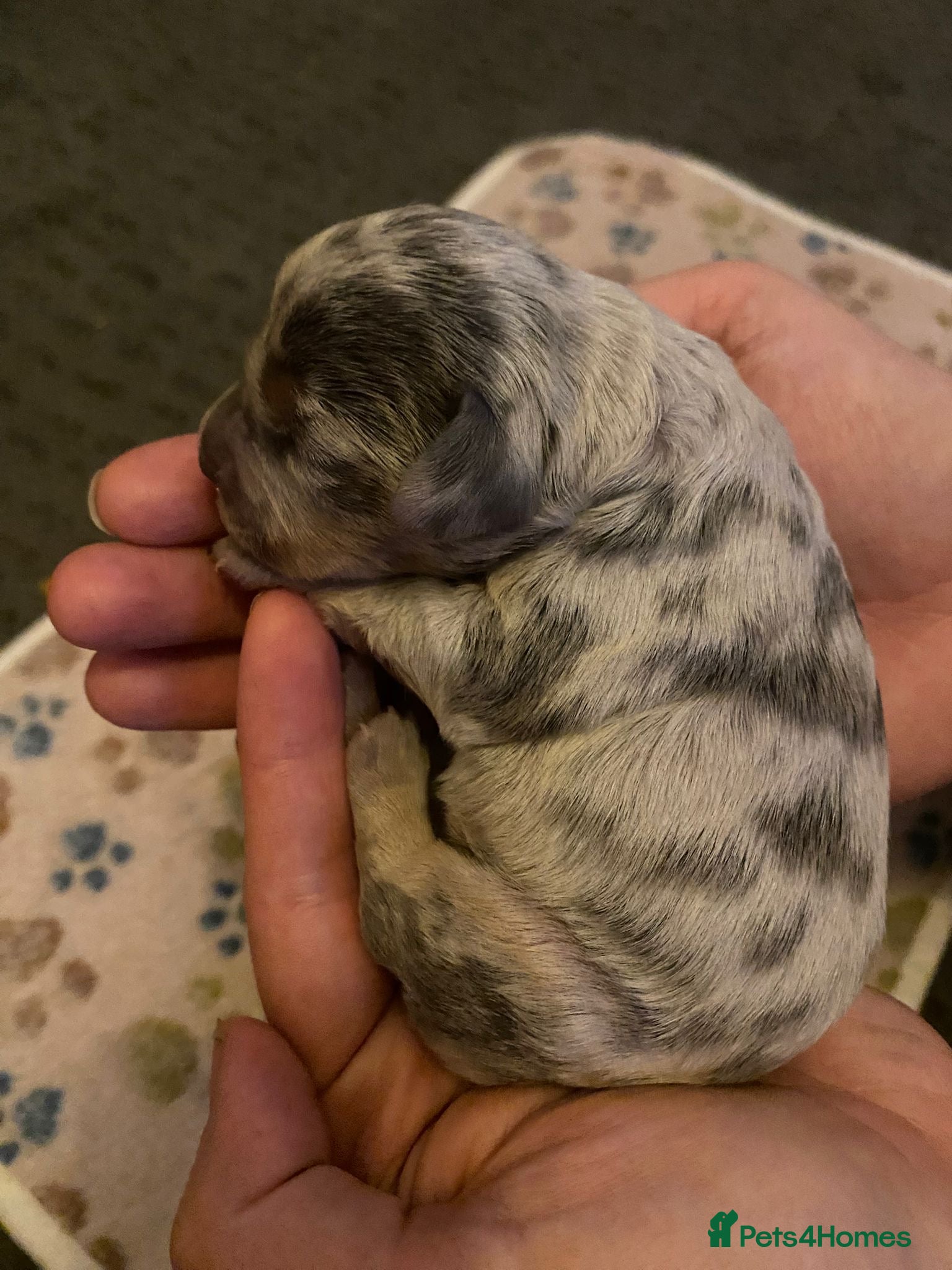 Mixed Breed dogs Beautiful Dachshund, French bulldog hybrid puppy - Advert 2