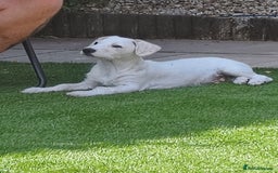 Mixed Breed dogs for sale: Beautiful boy looking for a forever home  - Image 6