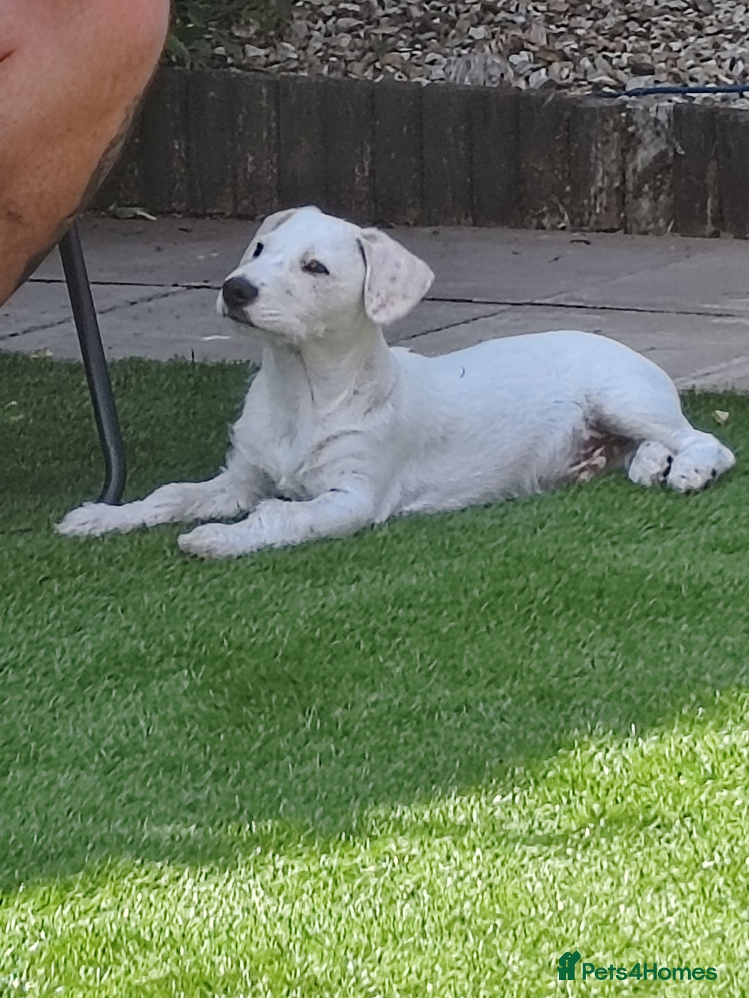 Mixed Breed dogs for sale: Beautiful boy looking for a forever home  - Image 6
