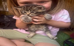 Domestic Shorthair cats for sale: Beautiful/chunky domestic short hair kittens  - Image 1