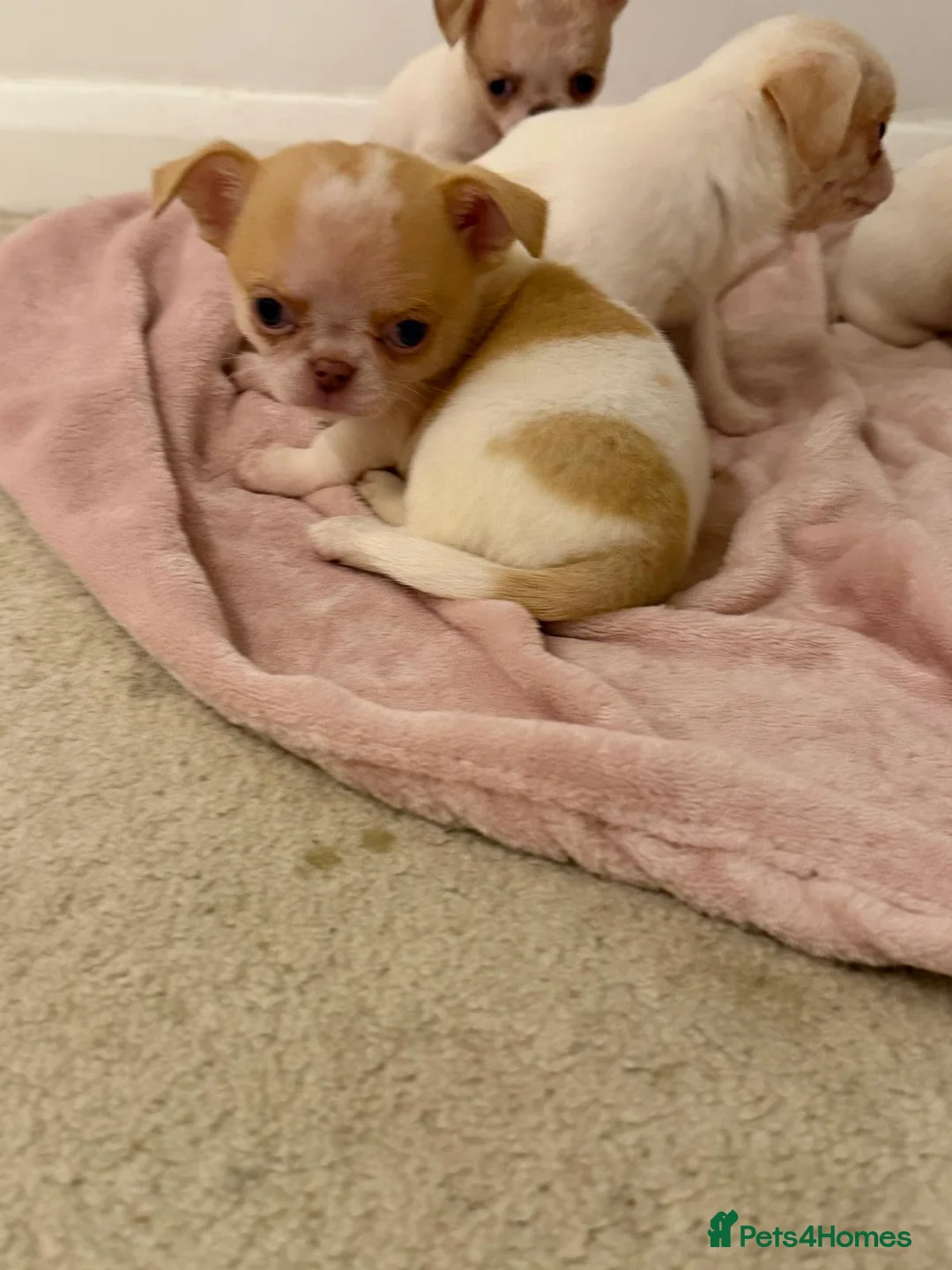 Chihuahua dogs for sale: Kc chihuahua puppies Russian and Ukraine lines - Advert 7