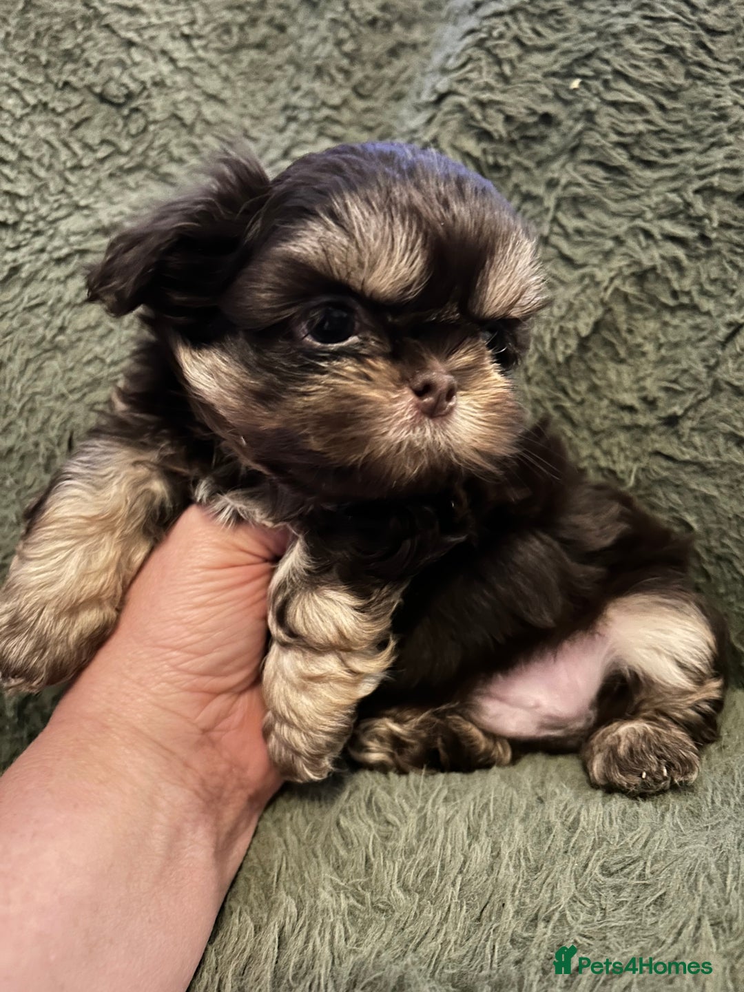 Shih Tzu dogs for sale: A lovely litter of Shih Tzu pups - Image 8
