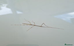 Stick Insects invertebrates for sale: Tirachoidea Jianfenglingensis stick insect nymphs. - Image 6