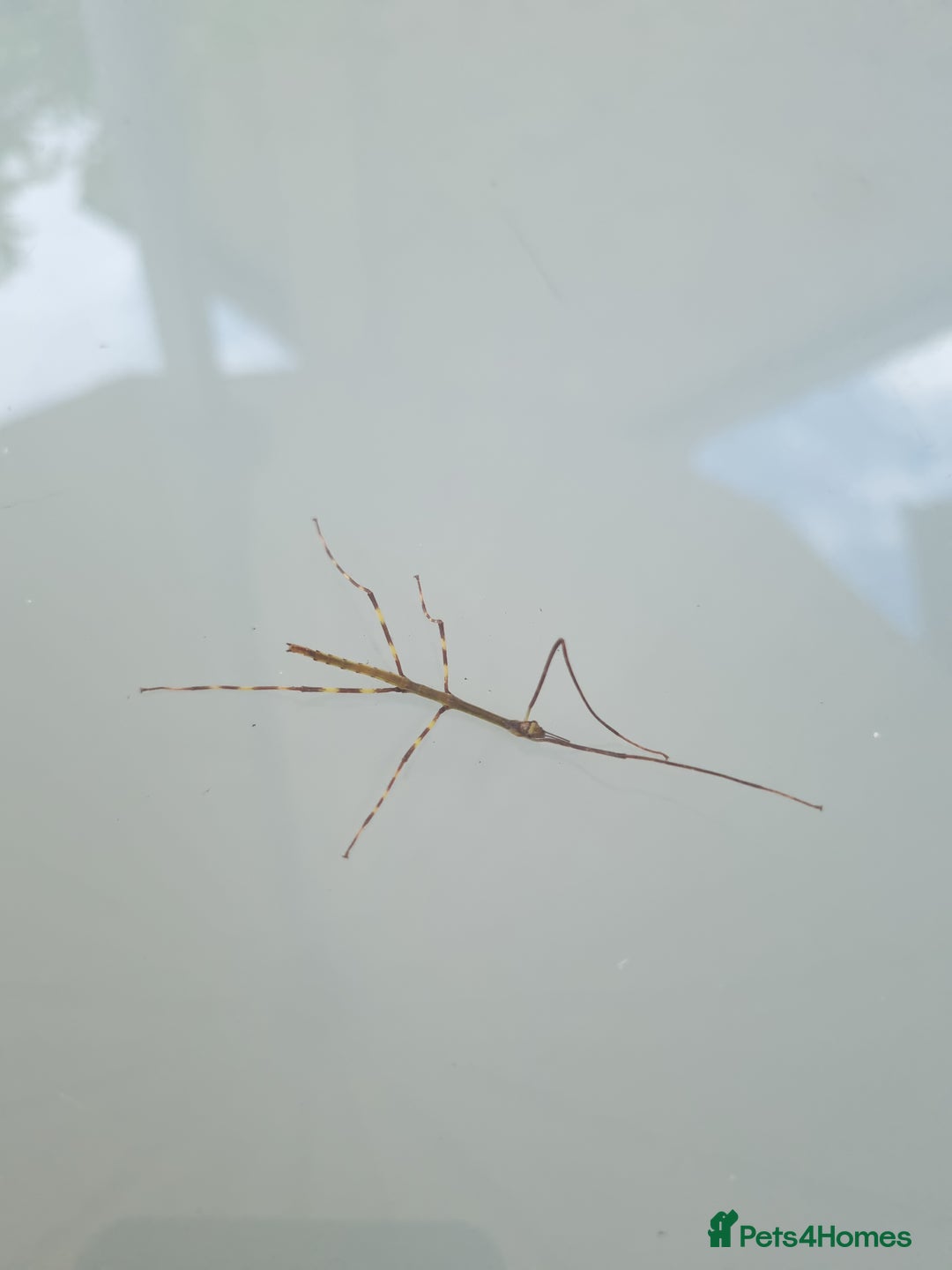 Stick Insects invertebrates for sale: Tirachoidea Jianfenglingensis stick insect nymphs. - Image 6