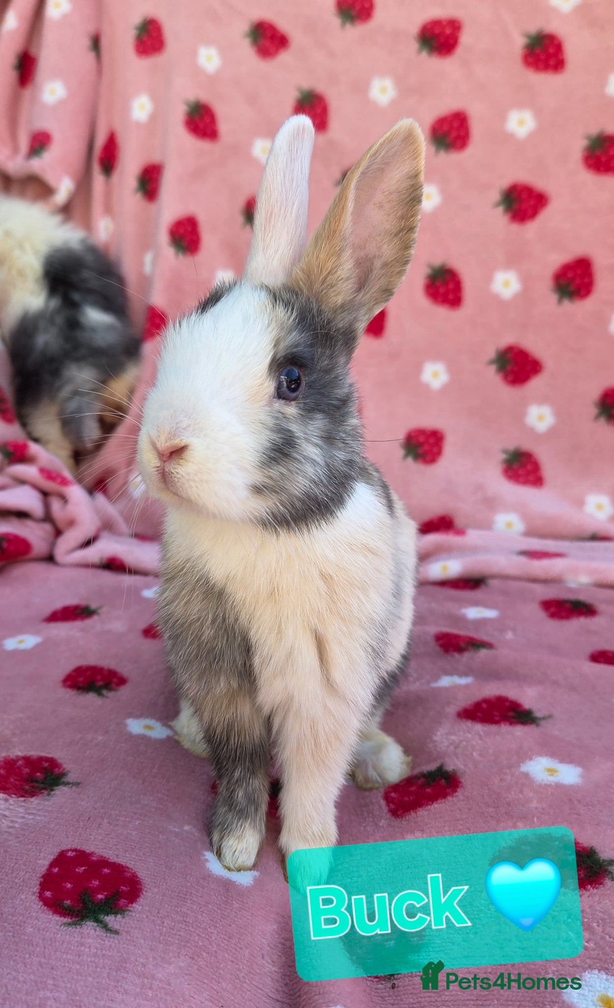 Mixed Breed rabbits LAST 2 Mini Plush lop 🩷🩵 8 weeks old very tame - Advert 1