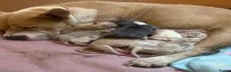 American Bully dogs for sale: Abkc pocket bully's in Barnsley - Advert 4