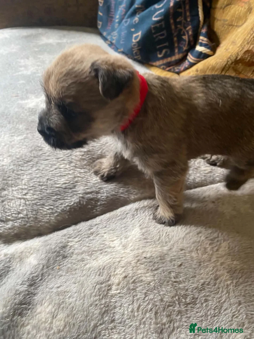 Cairn Terrier dogs for sale: Cairn Terrier Puppies - Advert 1