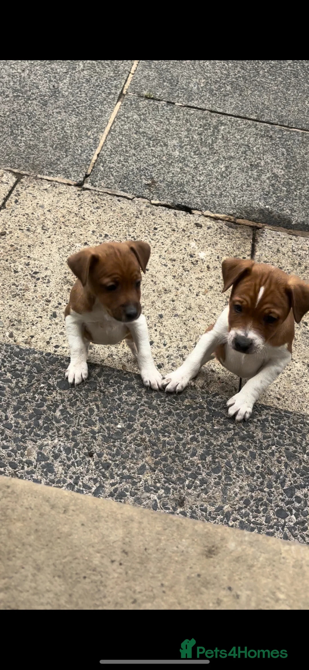 Plummer Terrier dogs for sale: Plummer terrier puppies  - Advert 2