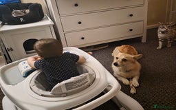 Welsh Corgi Pembroke dogs for sale: Cute socialised corgi - Image 7