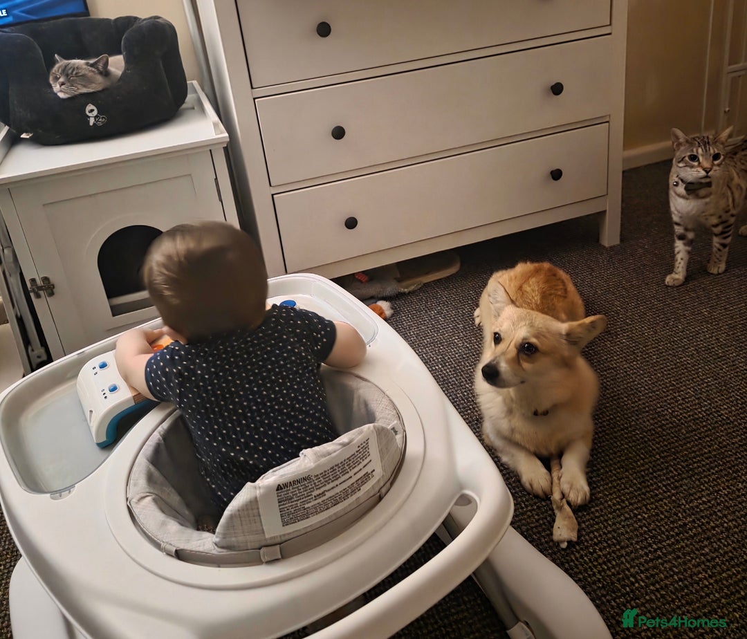 Welsh Corgi Pembroke dogs for sale: Cute socialised corgi - Image 7
