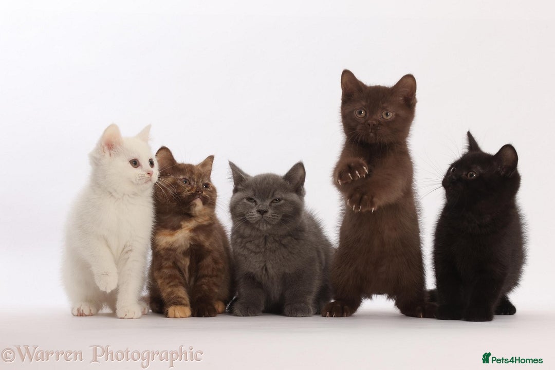 British Shorthair cats for sale: Adorable British Babies  - Advert 3