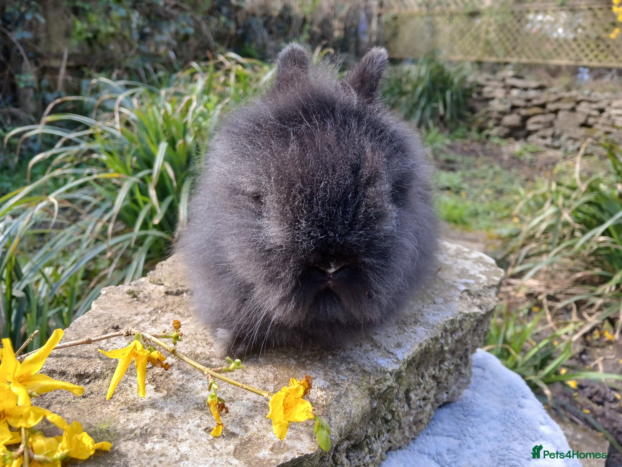 Mini Lion Lop rabbits Stunning DM Lionhead baby rabbit - Advert 18