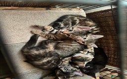 Mixed Breed cats for sale: Bengal cross kittens - Image 1