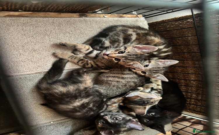 Mixed Breed cats - Advert 3