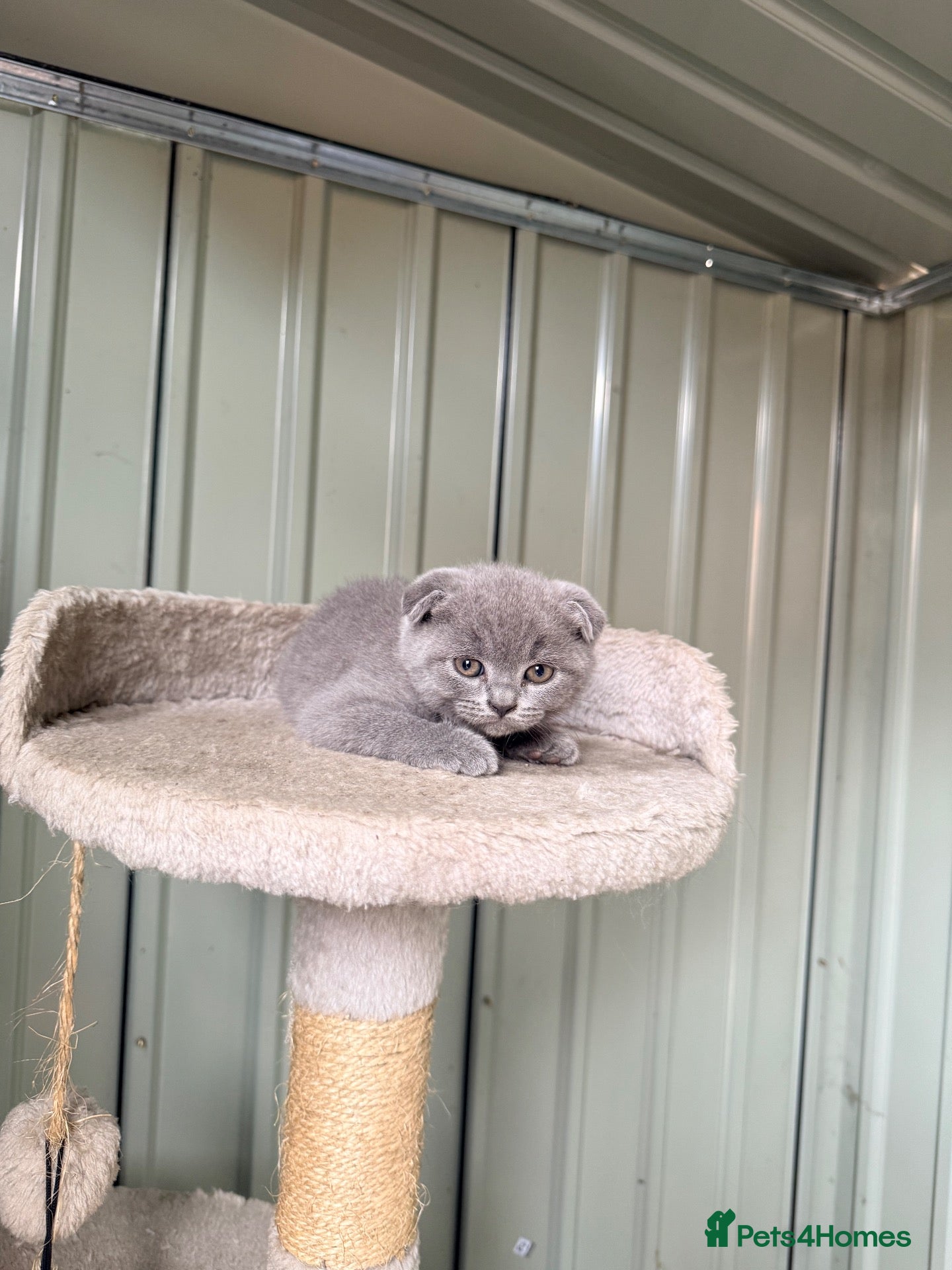 British Shorthair cats Scotish fold /British shorthair kittens  - Advert 11