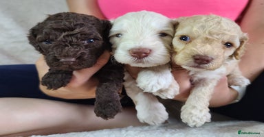 Cockapoo dogs - Advert 6