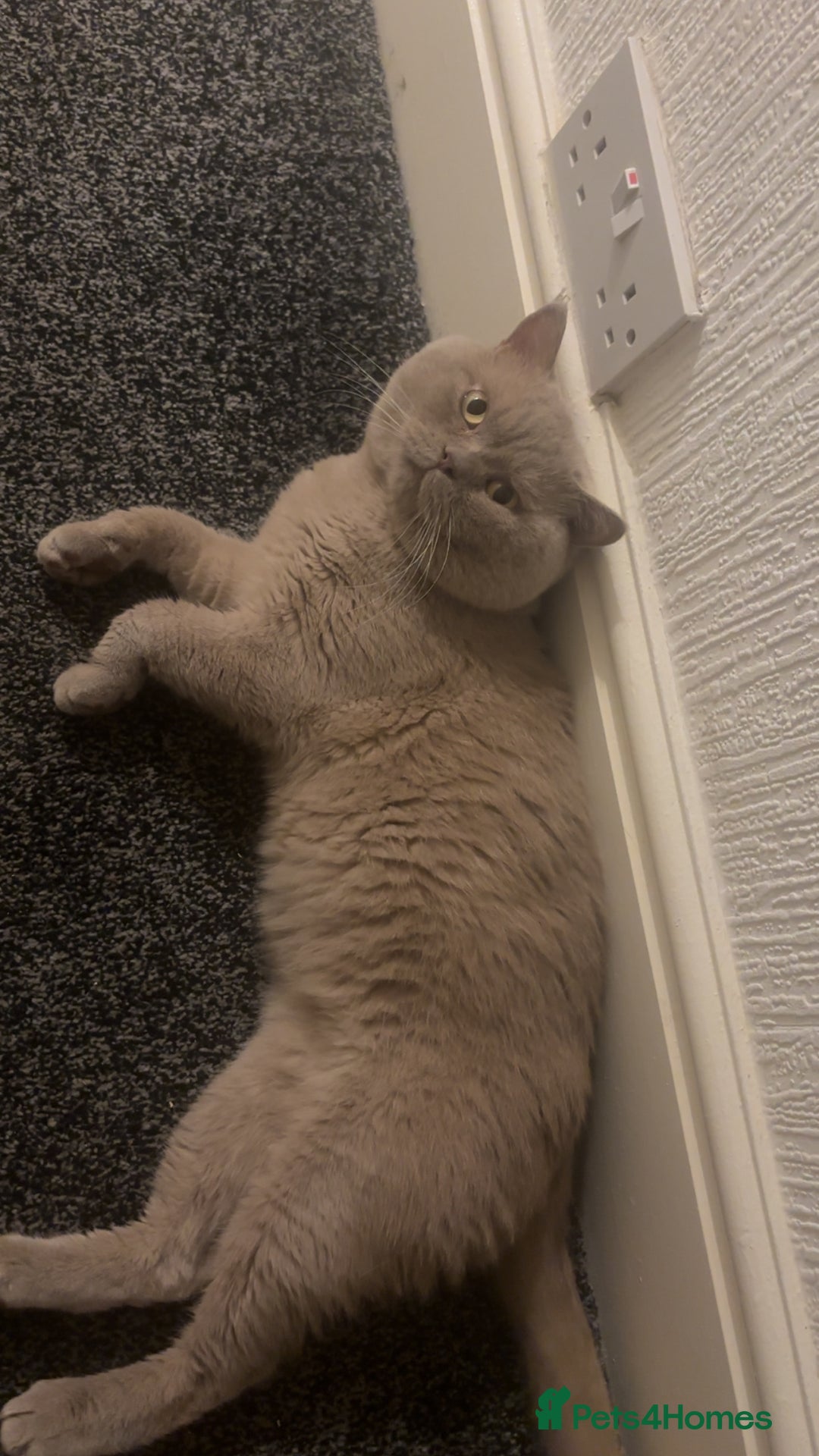 British Shorthair cats for stud: Lilac bsh stud duties - Image 3