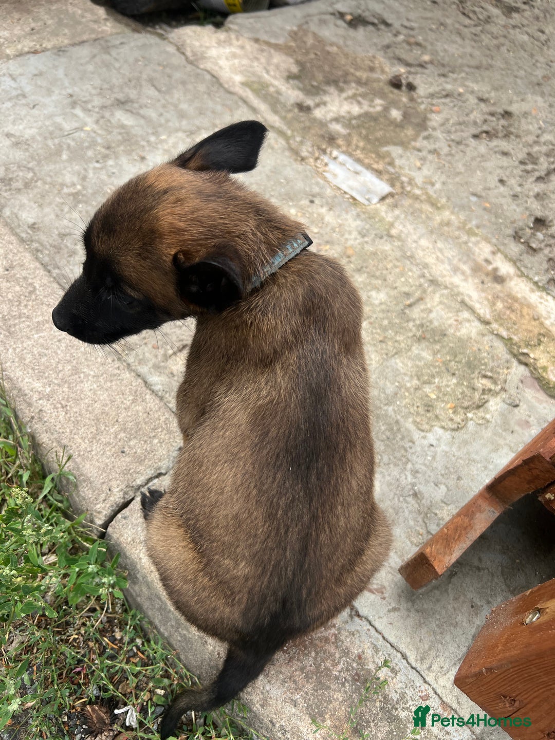 Belgian Shepherd Dog dogs for sale: 🐶Belgian Malinois Shepherd🐶 working dogs in Esher - Image 16
