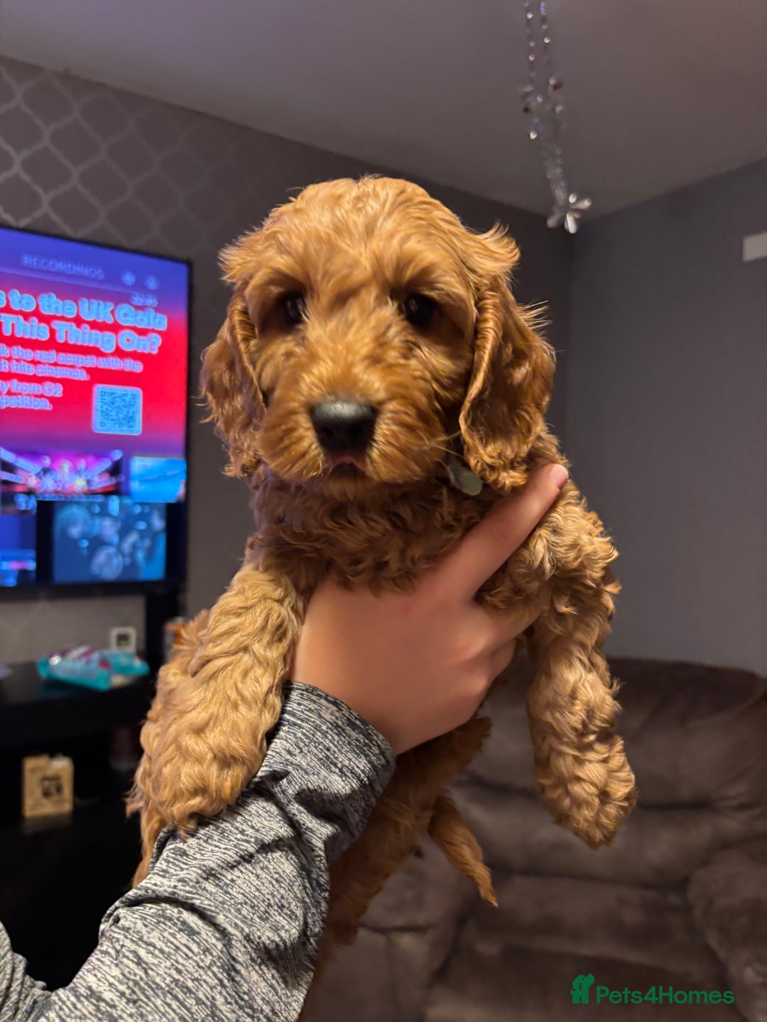 Cockapoo dogs for sale: 🐾 F2 COCKAPOO PUPPIES 🐾 - Advert 9