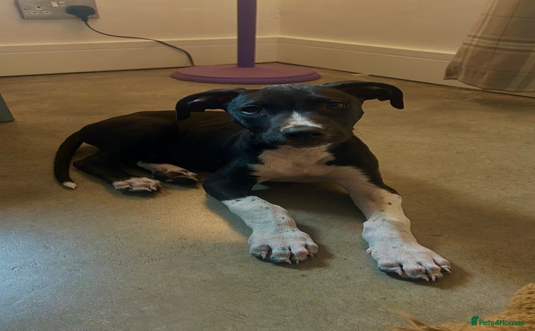 Mixed Breed dogs - Advert 6