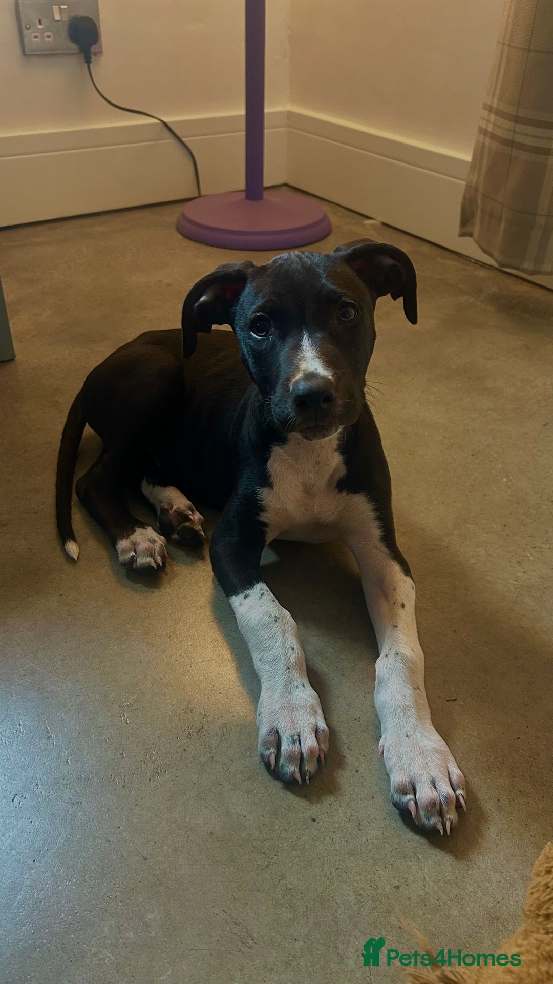 Mixed Breed dogs for sale: Greyhound Cross Staffy - Image 1