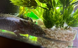 Axolotl reptiles for sale: Cute Axalotl - Image 2