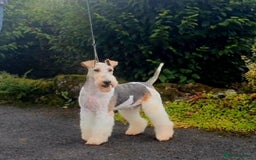 Mixed Breed dogs for sale: ABSOLUTELY STUNNING FOXYPOO PUPPIES - Image 9