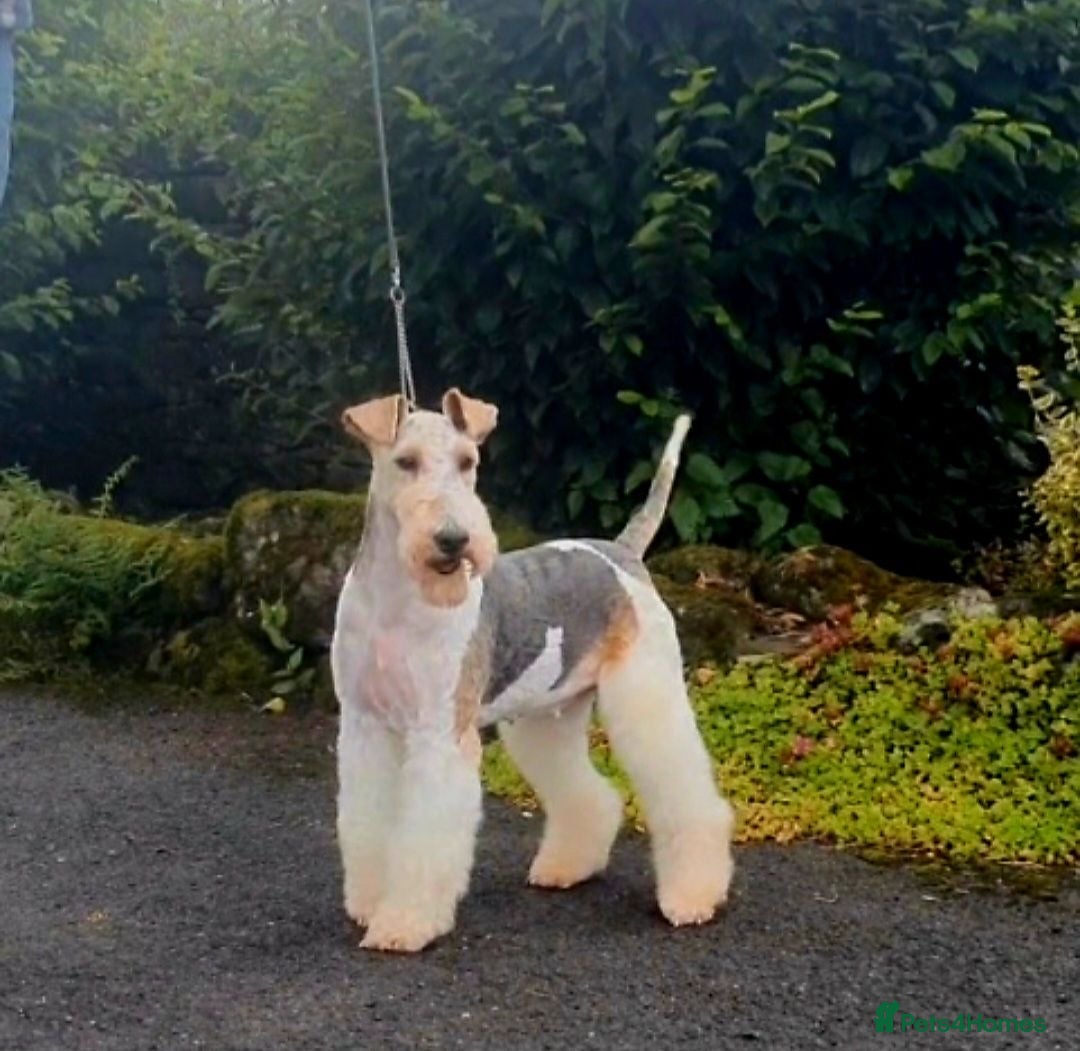 Mixed Breed dogs for sale: ABSOLUTELY STUNNING FOXYPOO PUPPIES - Image 9