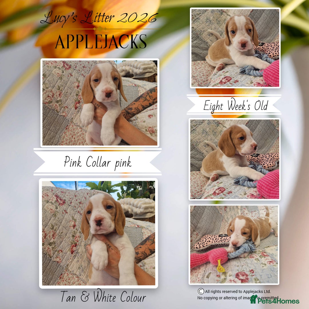 Beagle dogs for sale: Pedigree Champion bred Beagle puppies.  - Advert 3