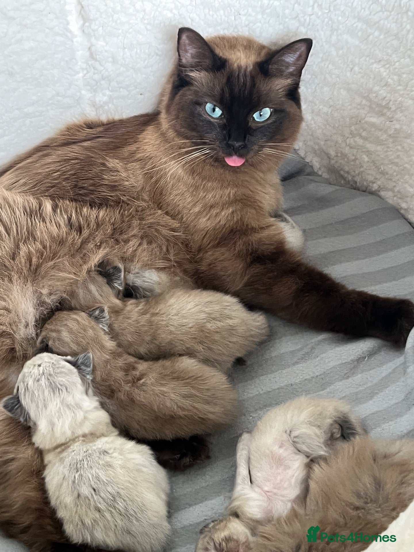 Ragdoll cats for sale: Gorgeous fluffy seal point and mink ragdolls   - Advert 1