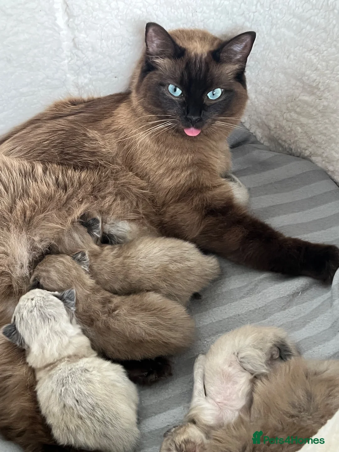 Ragdoll cats for sale: Gorgeous fluffy seal point and mink ragdolls   - Advert 1