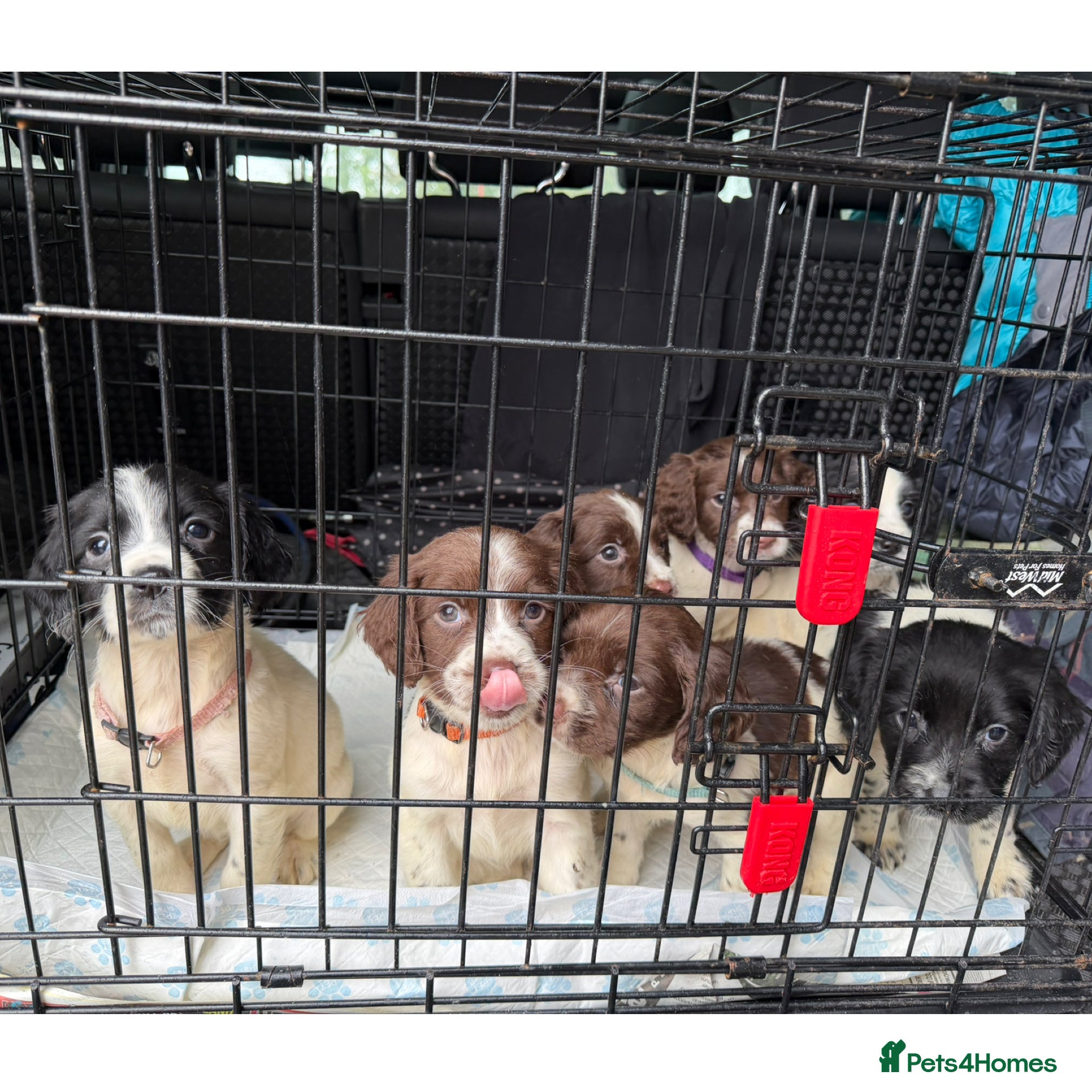 English Springer Spaniel dogs KC Registered English Springer Spaniel Pups - Advert 12