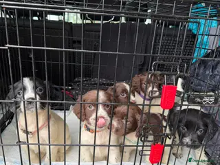 English Springer Spaniel dogs KC Registered English Springer Spaniel Pups - Advert 12