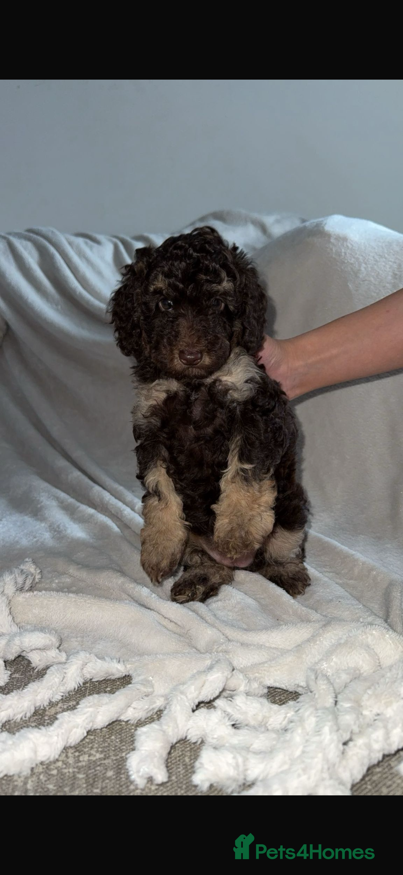 Toy Poodle dogs Chocolate phantom rare colour toy poodles KC REG - Advert 12