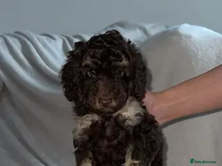 Toy Poodle dogs Chocolate phantom rare colour toy poodles KC REG - Advert 12