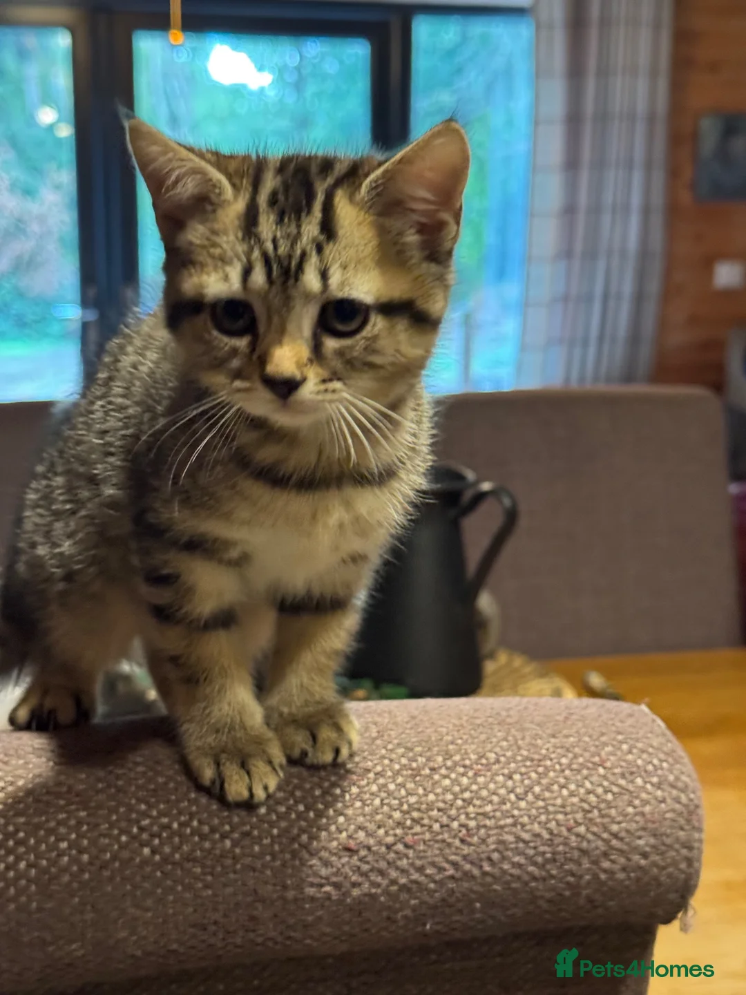 Mixed Breed cats for sale: 2 little boys ready for their new home  - Advert 6