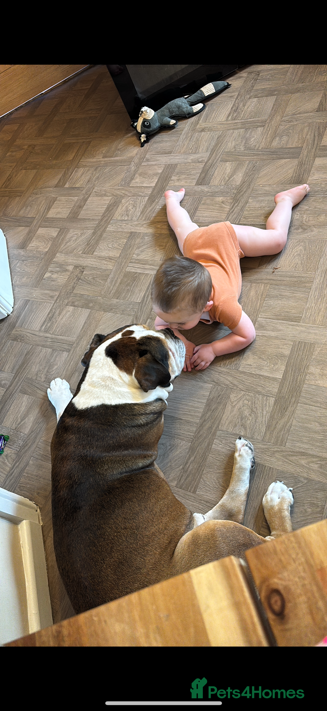 American Bulldog dogs for sale: american bulldog - Image 8