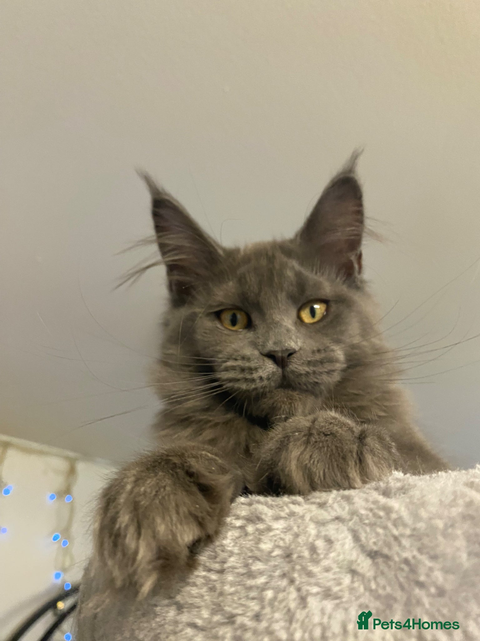 Maine Coon cats 💙*🦁*BLUE MAINE COON*💎*KITTENS*🦁*💙 - Advert 16