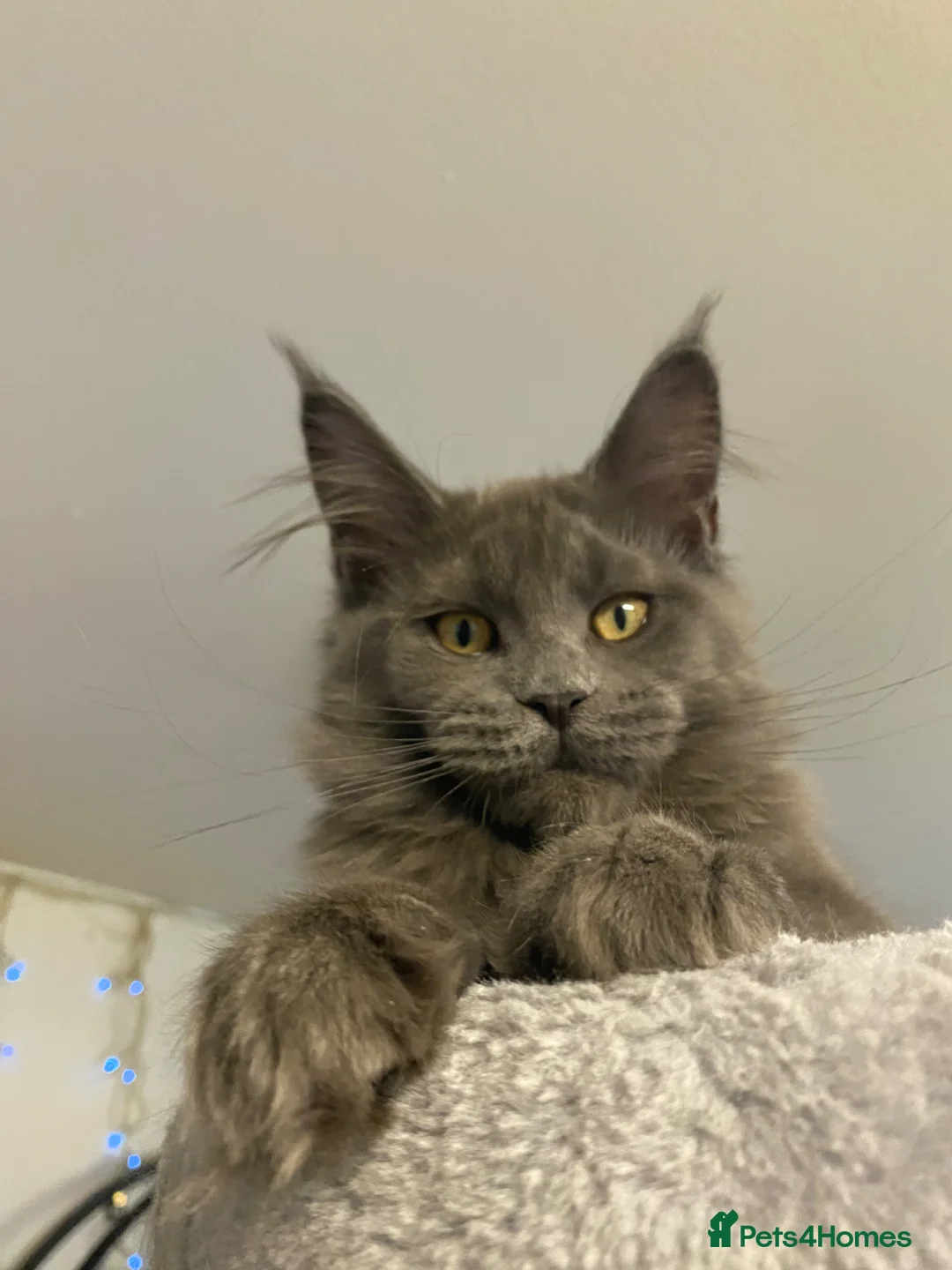 Maine Coon cats for sale: 💙*🦁*BLUE MAINE COON*💎*KITTENS*🦁*💙 - Advert 2