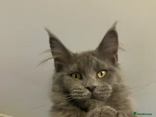 Maine Coon cats 💙*🦁*BLUE MAINE COON*💎*KITTENS*🦁*💙 - Advert 16