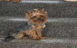 Yorkshire Terrier dogs for sale: Yorkshire terrier boys 🐶 - Advert 10