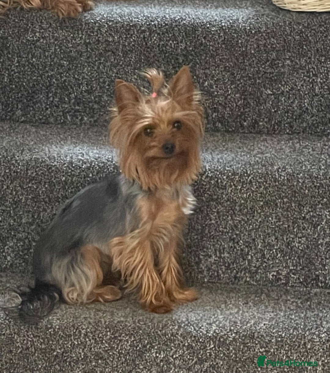 Yorkshire Terrier dogs for sale: Yorkshire terrier boys 🐶 - Advert 10