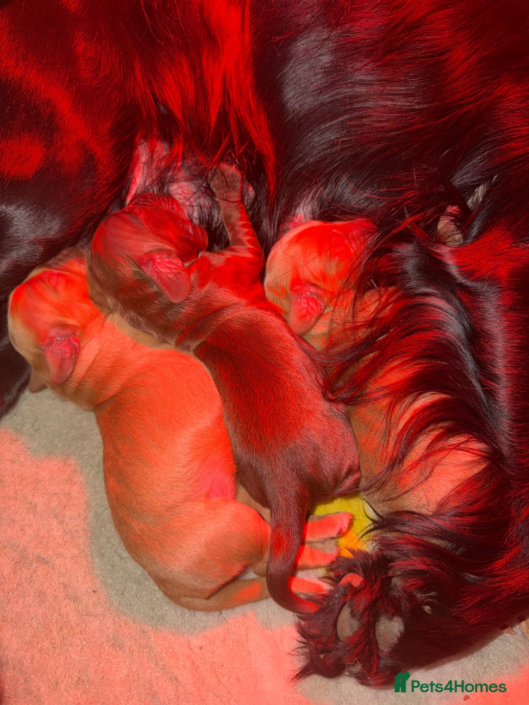 Sprocker dogs for sale: Sprocker pups  - Advert 9