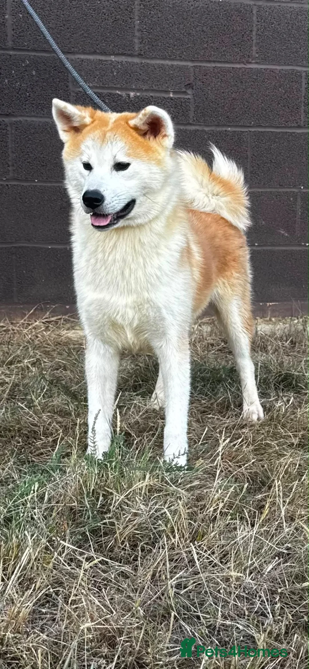 Japanese Akita Inu dogs for sale: Beautiful KC reg bitch  - Advert 2