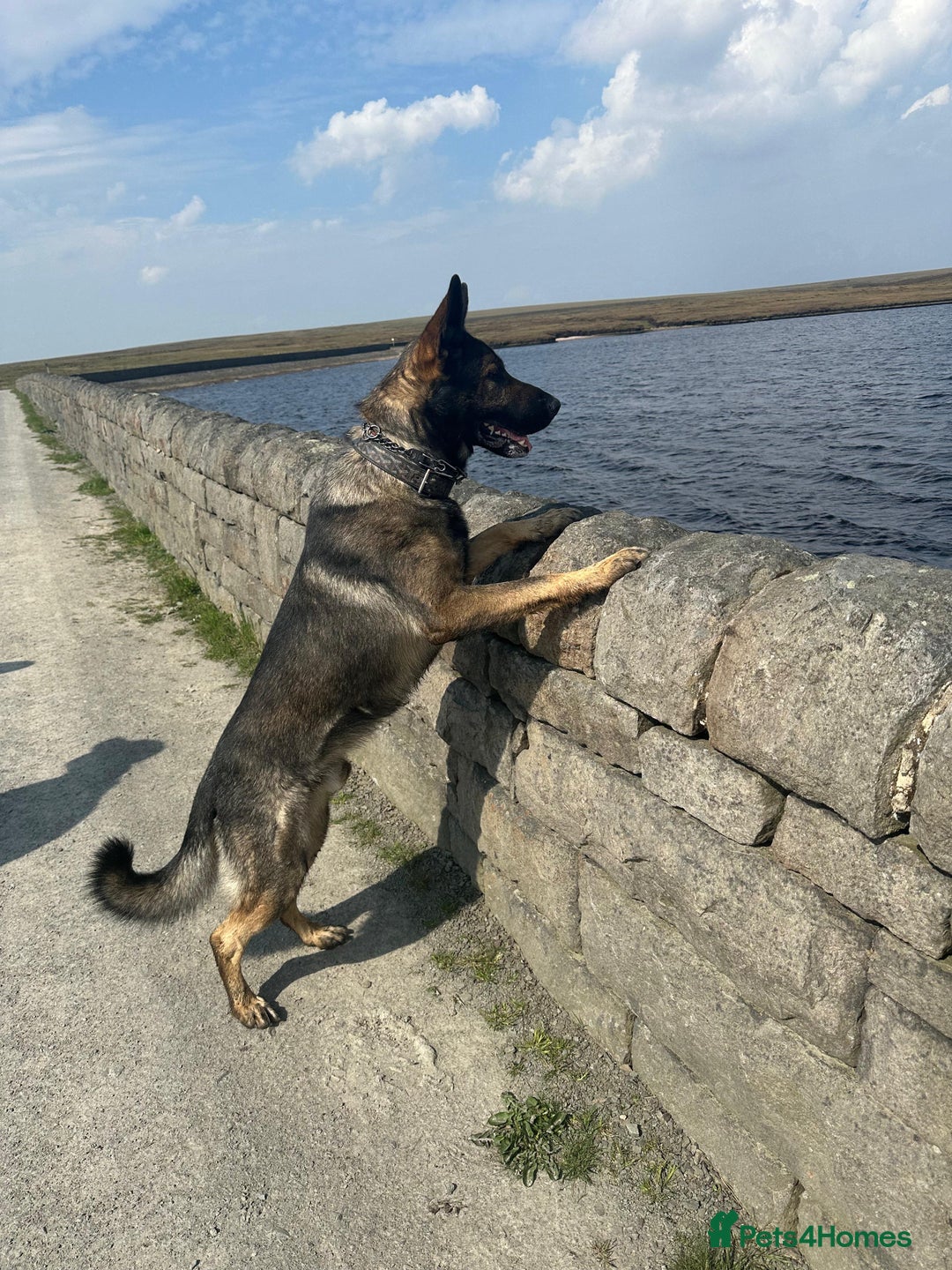 German Shepherd dogs for sale: Tyshunde memphis - Advert 2