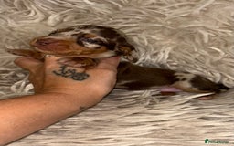 Miniature Dachshund dogs for sale: Kc true miniature dachshund  - Image 8